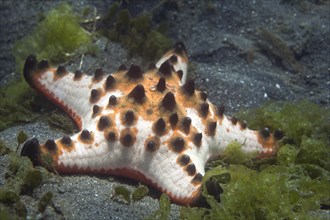 Horned sea star (Protoreaster nodosus)