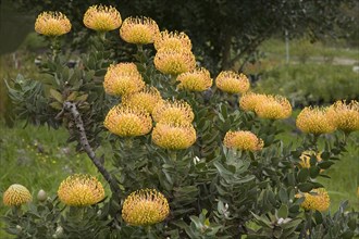 Pincushion Protea (Leucospermum spec)
