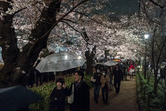 Tourists and Japanese under blossoming cherry foams at night