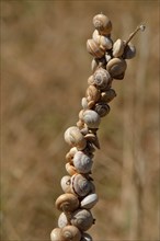 Accumulation of Mediterranean sand snails (Theba pisana) on dry stalk at summer rest