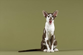 Oriental Shorthair cat