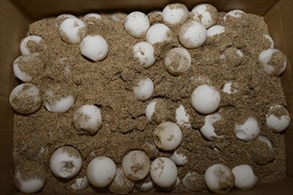 Eggs of the Olive ridley sea turtle (Lepidochelys olivacea) in a breeding station