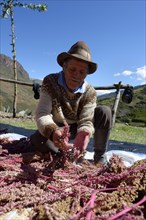 Old farmer separating Quinoa seeds (Chenopodium quinoa)