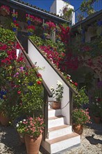 Flower-bedecked inner courtyard during the Fiesta de los Patios