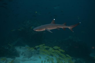 Whitetip Reef Shark(Triaenodon obesus)