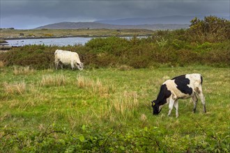 Cows grazing in Irish landscape