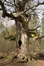 Old oak tree in the Urwald Sababurg primary forest