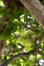 Ripe Umbu fruit (Spondias tuberosa) on the tree