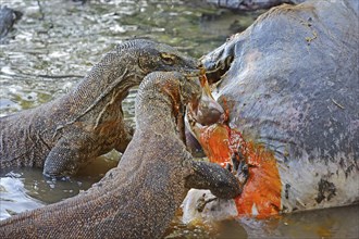 Komodo Dragons (Varanus komodoensis) feeding on the carcass of a wild buffalo that died in the mangrove area