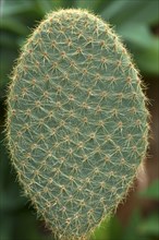 Pad of an Opuntia (Opuntia macrocalyx)