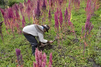 Farmer with rake in a Quinoa field (Chenopodium quinoa)