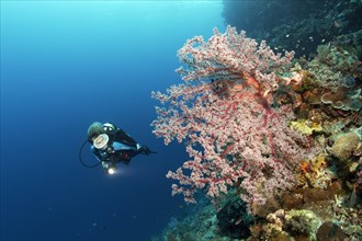Divers on coral reef cliff looking at Cherry Blossom Coral (Siphonogorgia godeffroyi)
