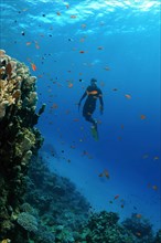 Freediver diving near a coral reef