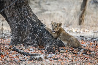 Asiatic lion (Panthera leo persica) cub scratching a tree