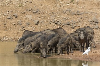 Wild boars (Sus scrofa cristatus)