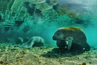 Manatees (Trichechus sp.)