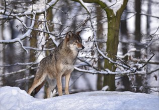 Northwestern wolf (Canis lupus lycaon) in the snow