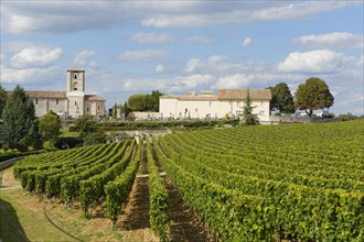 Vineyard of Chateau Canon