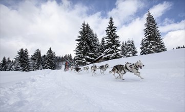 Sledge dog team in a winter forest