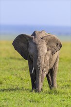 African elephant (Loxodonta africana)