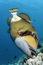 Titan Triggerfish or Giant Triggerfish (Balistoides viridescens) feeding