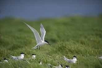 Sandwich Terns (Thalasseus sandvicensis) colony