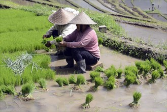 Women sort rice seedlings on the rice terraces of Jatiluwih