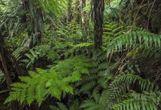 Giant ferns in dense rainforest