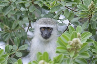 Vervet Monkey (Cercopithecus pygerythrus) looking out of a tree