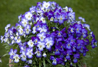 Horned Pansy or Horned Violet (Viola cornuta)