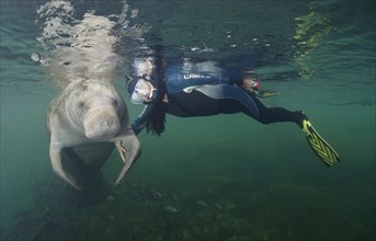 Snorkeler with a West Indian Manatee (Trichechus manatus)