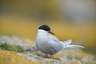 Arctic Tern (Sterna paradisaea)