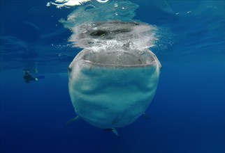 Whale shark (Rhincodon typus) Bohol Sea