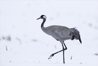 Gray Crane (Grus grus) foraging during the spring migration