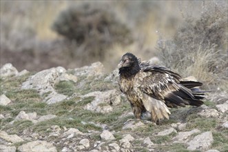 Young Lammergeier or Bearded Vulture (Gypaetus barbatus) at a bait place