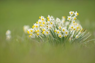 Paperwhites (Narcissus tazetta)