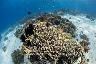 Tropical coral reef with Sea goodies (Pseudanthias squamipinnis) at Menjangan