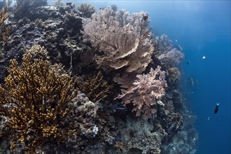 Gorgonian Coral (Annella reticulata)