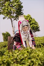 Akha hill tribe woman picking tea