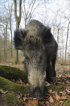 Wild Boar (Sus scrofa)