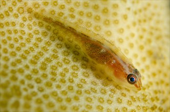 Common Ghost Goby (Pleurosicya mossambica)