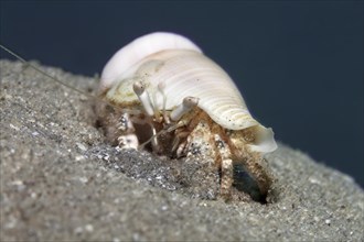 Hermit Crab (Dardanus sp.) on sandy ground