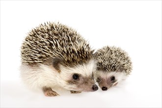 Four-toed Hedgehog or African Pygmy Hedgehog (Atelerix albiventris)