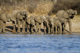 African elephants (Loxodonta africana) drinking at the Okavango river