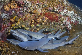 Whitetip Reef Sharks (Triaenodon obesus) at their resting place