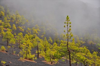 Canary Island Pines (Pinus canariensis)