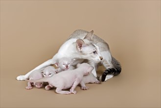 Siamese kitten