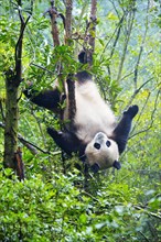Giant Panda (Ailuropoda melanoleuca) hanging in a tree