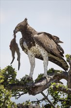 Martial Eagle (Polemaetus bellicosus) adult