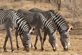 Grevy's Zebras (Equus grevyi)